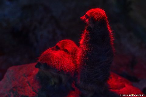 Gemeinde Straubing Landkreis Straubing-Bogen Zoo Tiergarten Straubing (Dirschl Johann) Deutschland SR